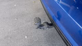 Daumennagel 9 - Audi A6 3.0TDI QUATTRO COMPETITION RS SITZE ACC TOT