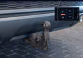 Daumennagel 10 - Audi Q7 55 TFSI quattro|S-LINE|MATRIX|AHK|KEYLESS
